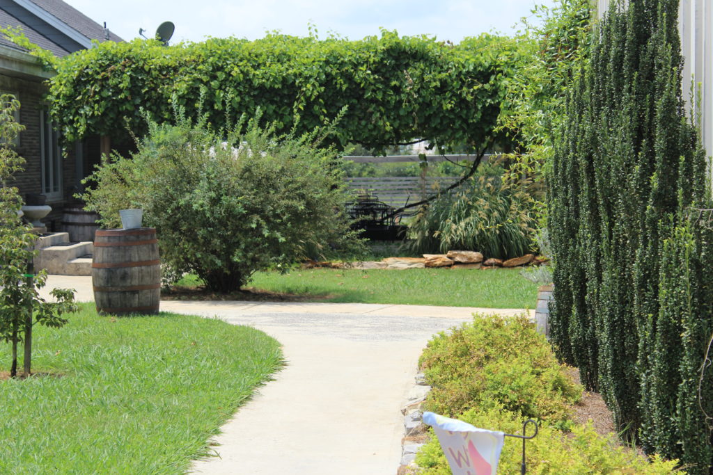 Pergola at Jules Berta Vineyard and Winery