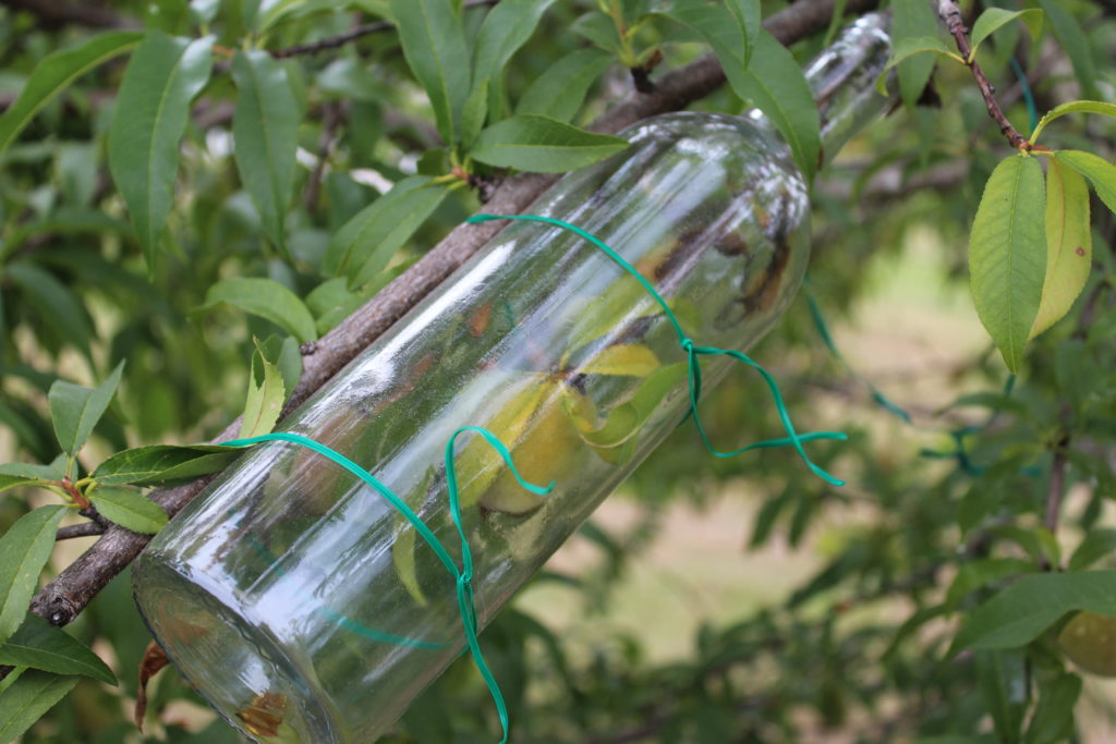 Vizzini Vineyards Peach in a Bottle Trick