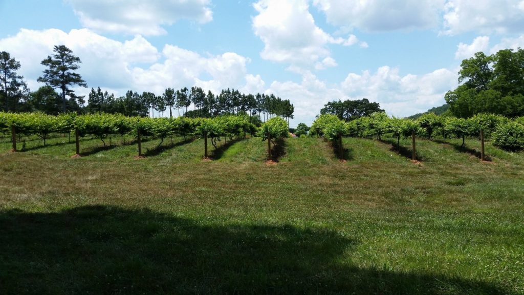 White Oak Winery Vineyard